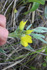 Thermopsis