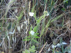Dactylis glomerata hispanica