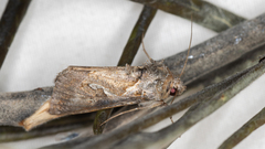 Chrysodeixis argentifera