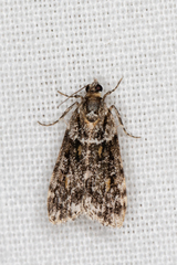 Scoparia chiasta