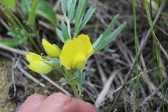 Thermopsis