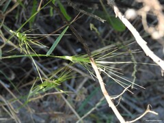 Aegilops triuncialis