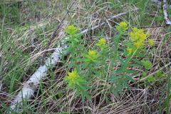 Euphorbia semivillosa