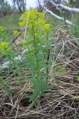 Euphorbia semivillosa