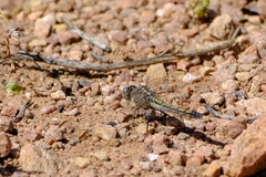 Orthetrum caledonicum