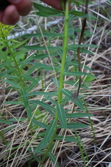 Euphorbia semivillosa