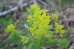 Euphorbia semivillosa