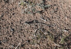 Phrynocephalus versicolor