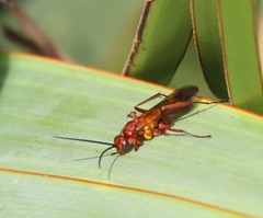 Sphictostethus nitidus