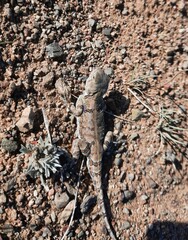 Phrynocephalus versicolor