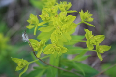 Euphorbia semivillosa