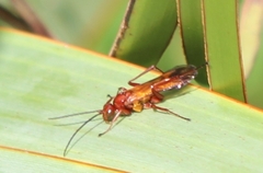 Sphictostethus nitidus