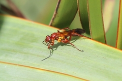 Sphictostethus nitidus