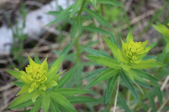 Euphorbia semivillosa