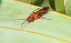 Sphictostethus nitidus