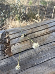 Eriogonum nudum