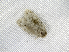 Aemene obscura