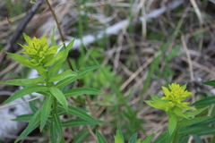 Euphorbia semivillosa