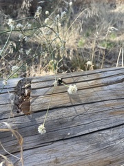 Eriogonum nudum