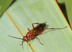 Sphictostethus nitidus