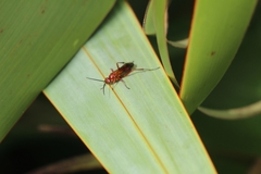 Sphictostethus nitidus