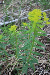Euphorbia semivillosa