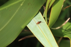 Sphictostethus nitidus