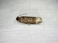 Hystrichoscelus spathanum