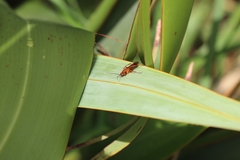 Sphictostethus nitidus