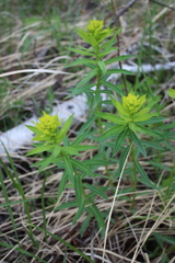 Euphorbia semivillosa