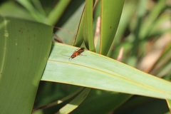 Sphictostethus nitidus