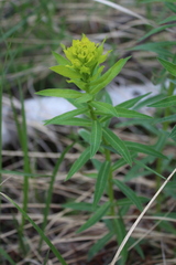 Euphorbia semivillosa