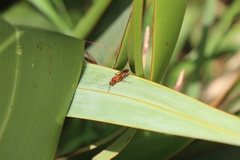 Sphictostethus nitidus