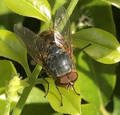Calliphora stygia