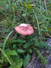 Russula rhodopus