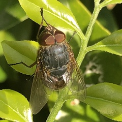 Calliphora stygia