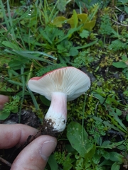 Russula rhodopus