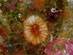 Caryophyllia smithii