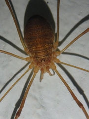 Opilio
