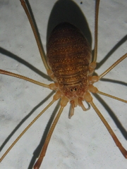 Opilio