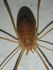 Opilio