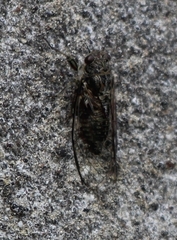 Cicadettina