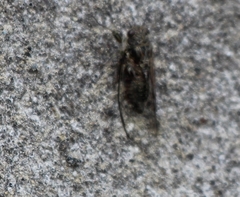 Cicadettina