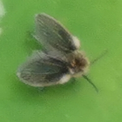 Psychodidae