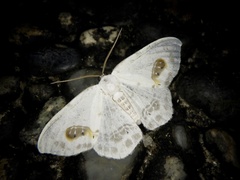 Auzata superba superba