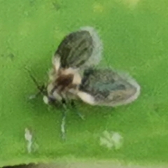 Psychodidae