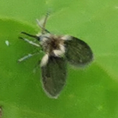 Psychodidae