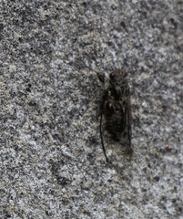 Cicadettina