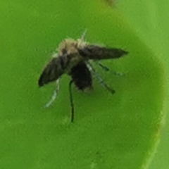 Psychodidae