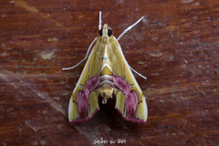 Agathodes ostentalis